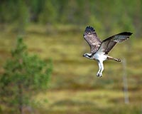 Fischadler - Zum Vergroessern klicken!